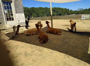 massachusetts/martha-s-vineyard/attraction/island-alpaca-company