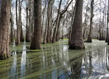 louisiana/atchafalaya-basin/attraction/swamp-tours-of-acadiana