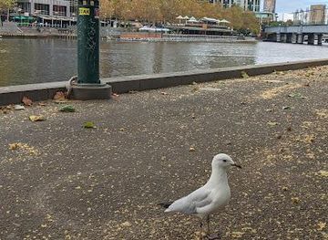 australia/melbourne/attraction/flinders-walk