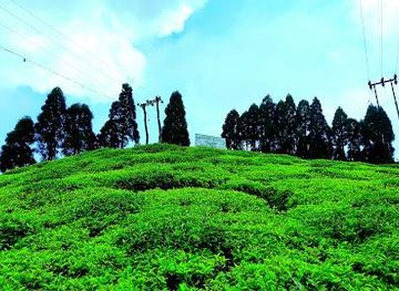india/darjeeling/attraction/gopal-dhara-tea-garden