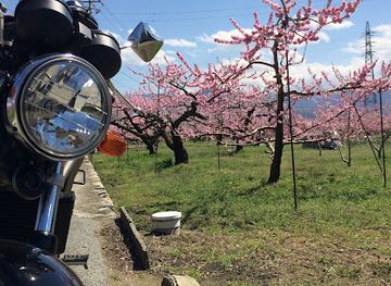 japan/yamanashi/attraction/peach-line