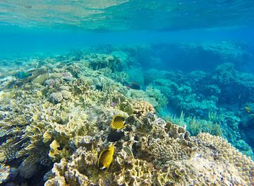 israel/red-sea-coral-reef/attraction/tiran-island