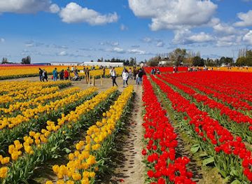 washington/the-skagit-valley/attraction/roozengaarde