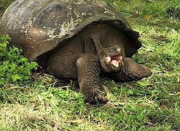 ecuador/puerto-ayora/attraction/el-chato-ranch-giant-tortoise-reserve