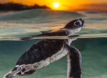 sri-lanka/bentota/attraction/victor-hasselblad-sea-turtle-research-and-conservation-centre