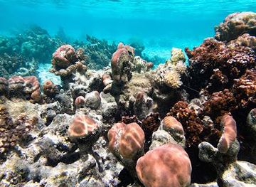 french-polynesia/bora-bora/attraction/jardin-du-corail-coral-garden
