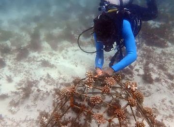 kenya/diani-beach/attraction/reefodivers