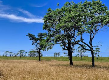 massachusetts/nantucket/attraction/serengeti-nantucket