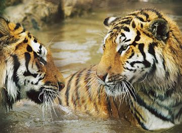 hungary/cserehat/attraction/gyongyosi-zoo-catering-and-leisure-park-ltd