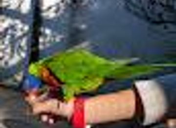 california/redding/attraction/parrot-playhouse