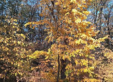 romania/giurgiu/attraction/the-spiny-cocklebur-nature-preserve