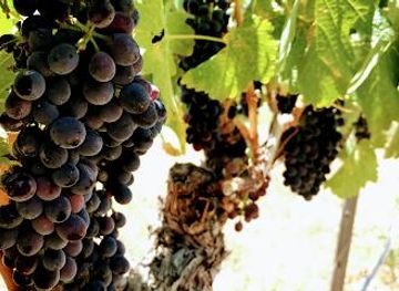 arizona/sedona/attraction/oak-creek-vineyards-winery