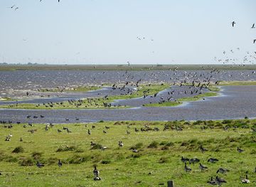 germany/north-frisia/attraction/hauke-haien-koog