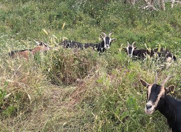 colombia/los-llanos/attraction/el-bin