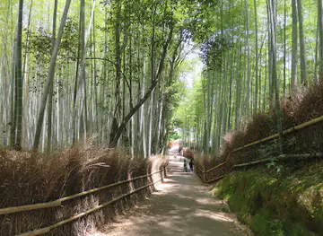 Arashiyama Bamboo Forest