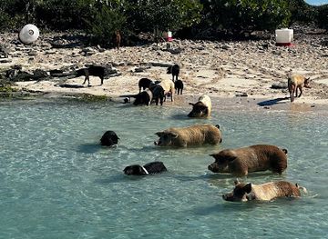the-bahamas/exuma/attraction/the-swimming-pigs