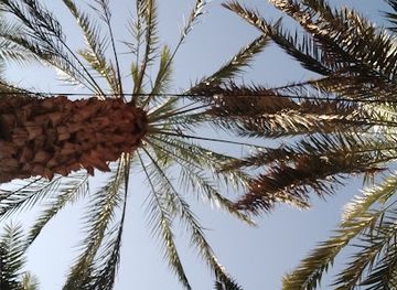 saudi-arabia/medina/attraction/bustan-sawalah-bustan-abdul-rahman-bin-awf