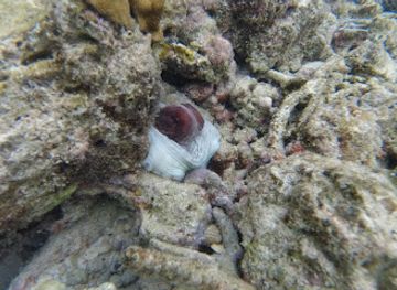 maldives/kaafu-atoll/attraction/wabank