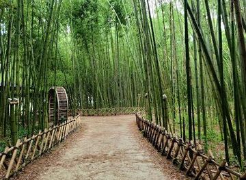 south-korea/busan-beaches/attraction/taehwagang-bamboo-forest
