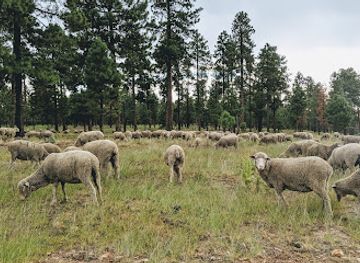 arizona/mogollon-rim/attraction/237-b-trailhead