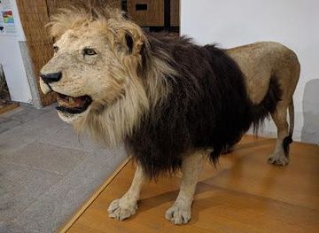 italy/milan/attraction/museo-di-storia-naturale-faraggiana-ferrandi