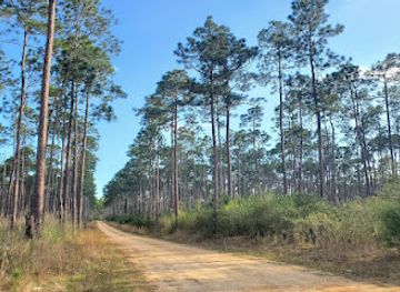 De Soto National Forest