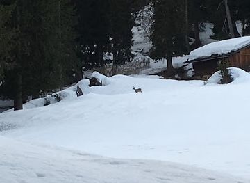 austria/lech-zurs-am-arlberg/attraction/lech-wildbeobachtung