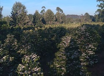 kenya/eldoret/attraction/naiberi-coffee-estate