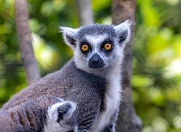 switzerland/geneva/attraction/bioparc-geneve