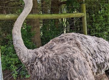 new-zealand/invercargill/attraction/ostrich-enclosure