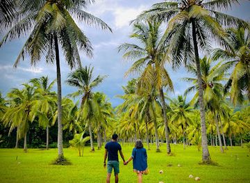 australia/port-douglas/attraction/palm-field