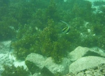 seychelles/anse-royale/attraction/pebbles-cove-reef