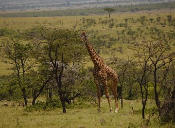 kenya/maasai-mara/attraction/naboisho-conservancy