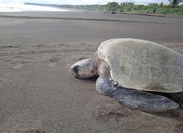 costa-rica/tamarindo/attraction/ostional-nacional-wildlife-refuge