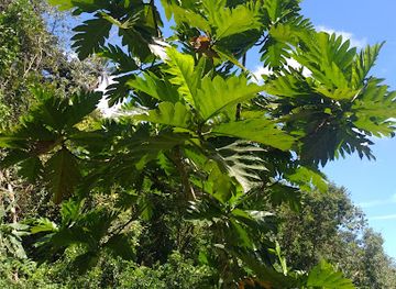 french-polynesia/tahiti-iti/attraction/vallee-de-tipaerui