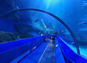 united-kingdom/cheshire/attraction/blue-planet-aquarium