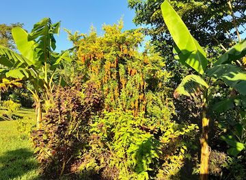 vanuatu/shefa-province/attraction/hilltop-botanical-garden