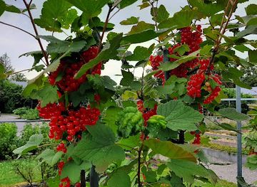 belgium/namur/attraction/jardin-des-petits-fruits