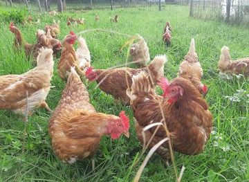 slovenia/skofja-loka/attraction/bio-jajca