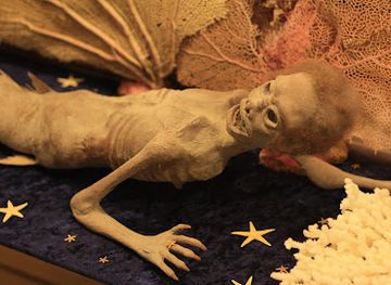 maryland/ocean-city/attraction/discoversea-shipwreck-museum