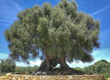 portugal/alentejo/attraction/oliveira-do-mouchao