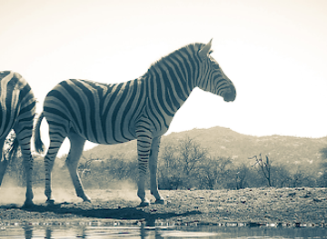 botswana/tuli-block/attraction/limpokwena-nature-reserve