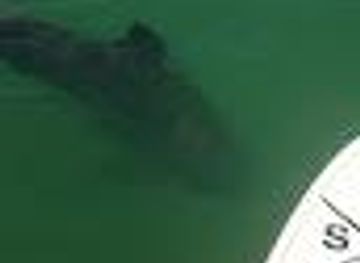 florida/fort-myers/attraction/sup-englewood