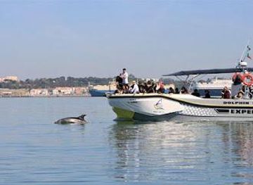 portugal/setubal/attraction/golfinhos-em-setubal-rotas-do-sal