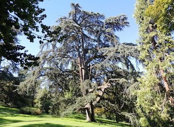spain/castile-la-mancha/attraction/el-abuelo-cedro-del-atlas-del-parque-del-oeste