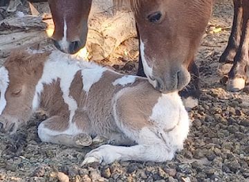 namibia/mariental/attraction/farmstall