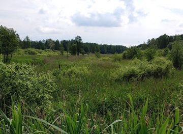 poland/białowieża-forest/attraction/the-bialowieza-clearing