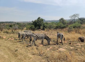 south-africa/route-62/attraction/nambiti-big-5-private-game-reserve