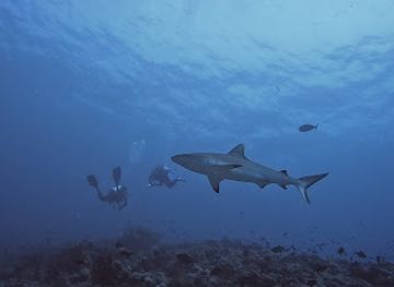 maldives/thoddoo-island/attraction/madivaru-corner-dive-site
