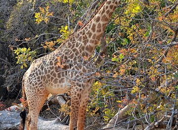 zambia/chirundu-valley/attraction/the-zambian-safari-company